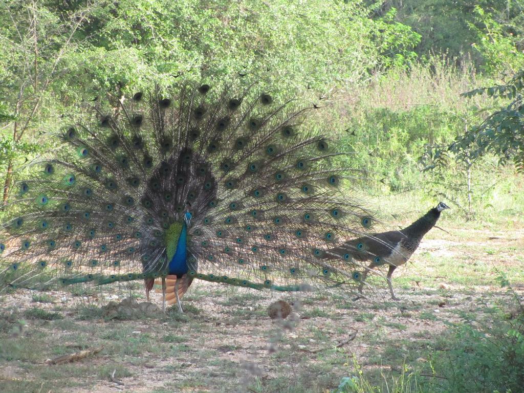 Peacock Land Hotell Tangalle Eksteriør bilde